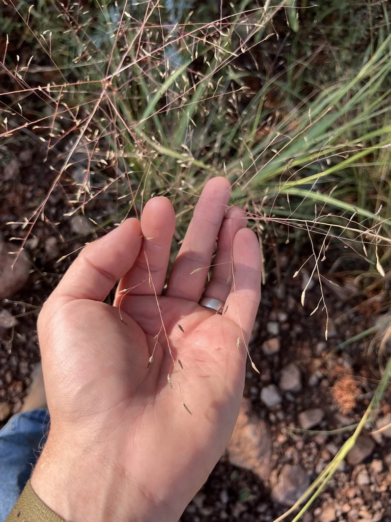 Eragrostis Intermedia