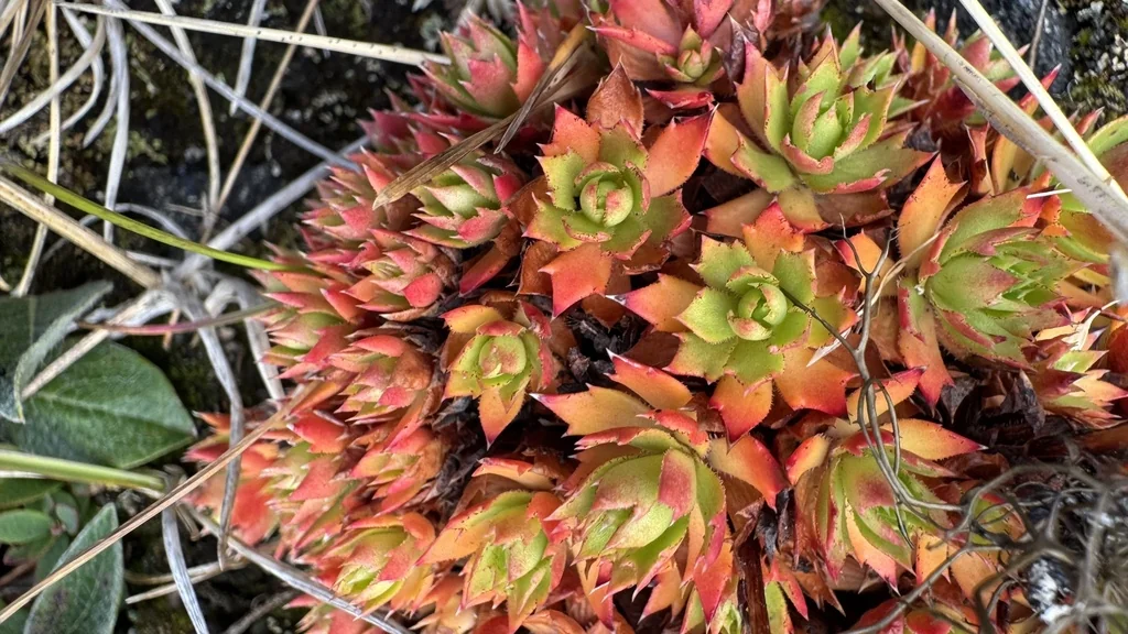 Saxifraga Tricuspidata