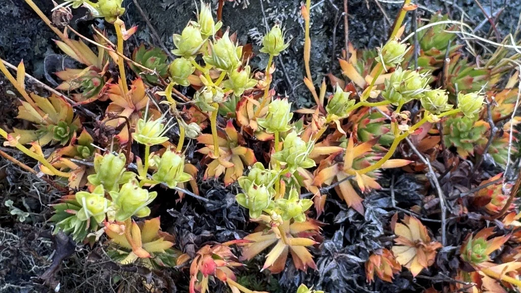 Saxifraga Tricuspidata