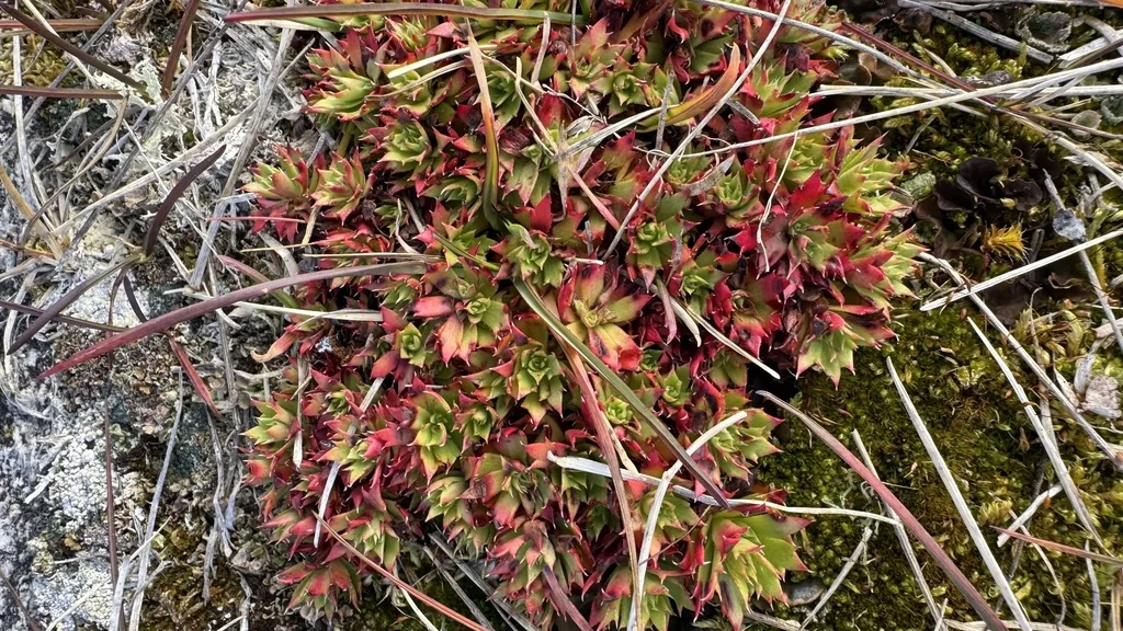 Saxifraga Tricuspidata