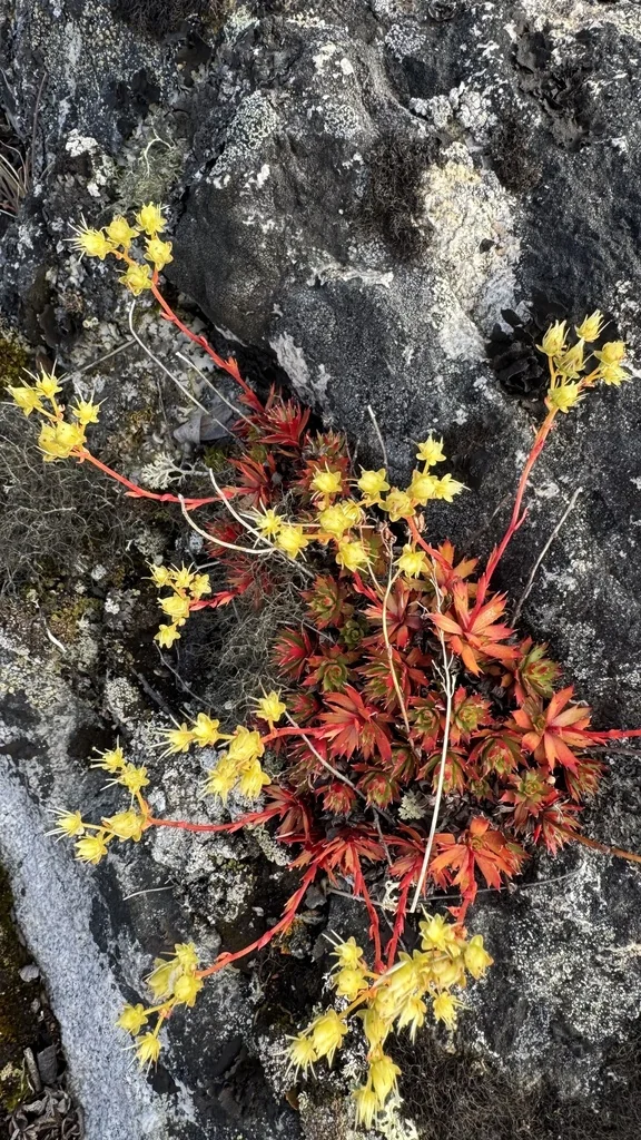 Saxifraga Tricuspidata