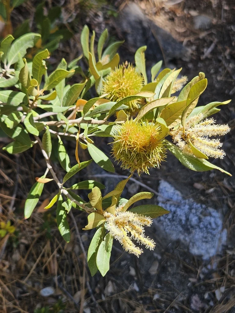 Chrysolepis Sempervirens