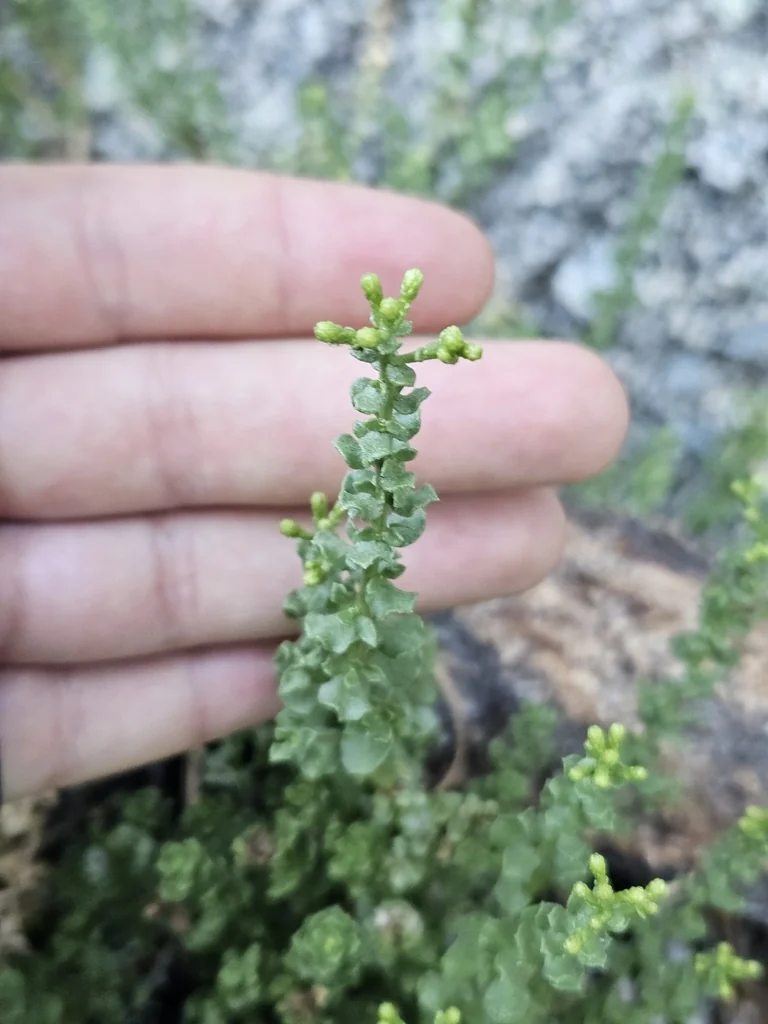 Ericameria Cuneata