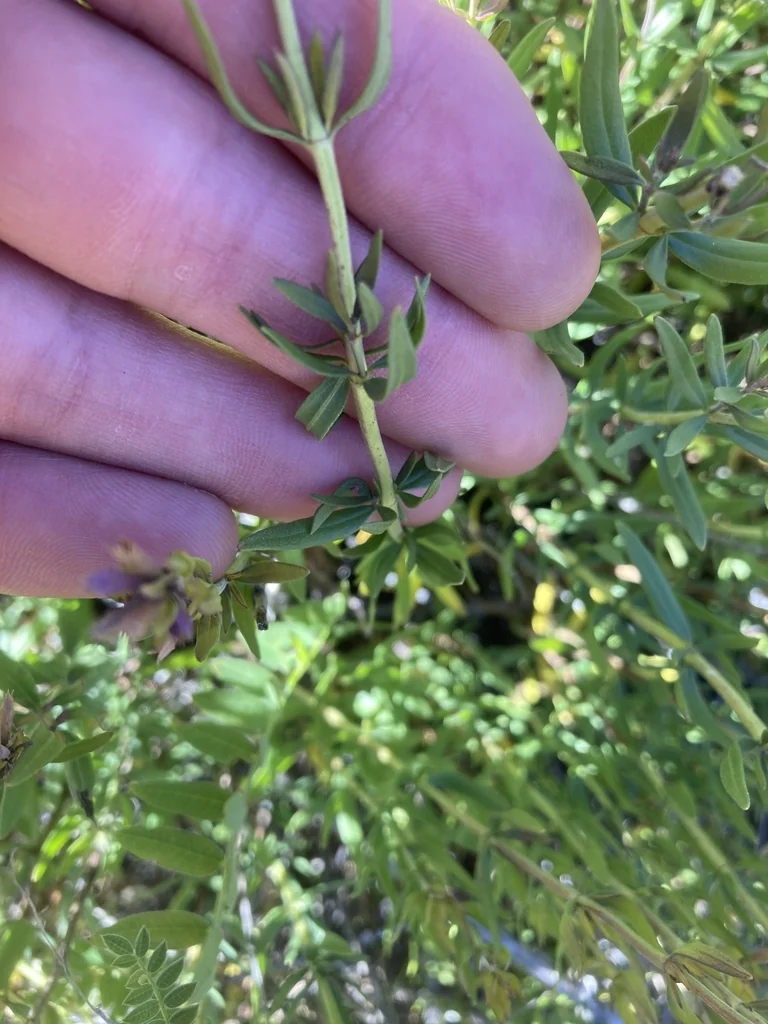 Hyssopus officinalis
