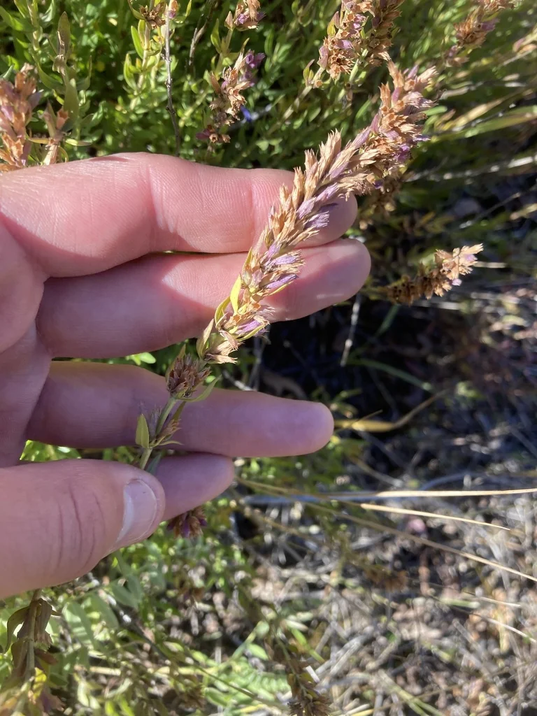 Hyssopus officinalis
