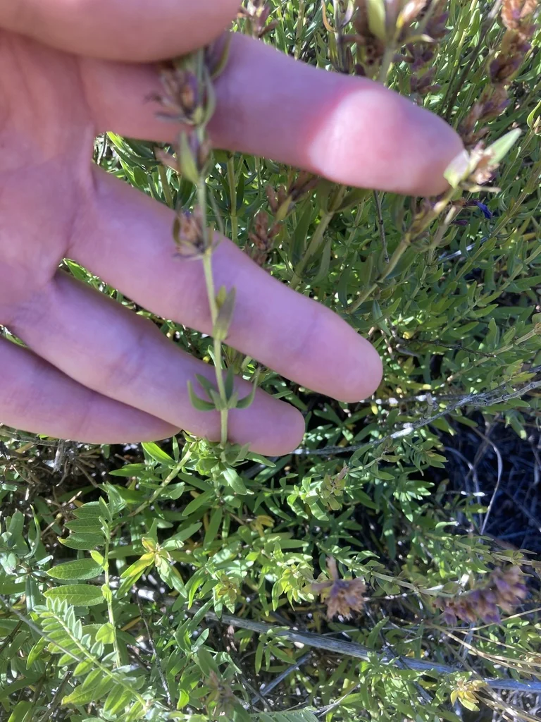Hyssopus officinalis