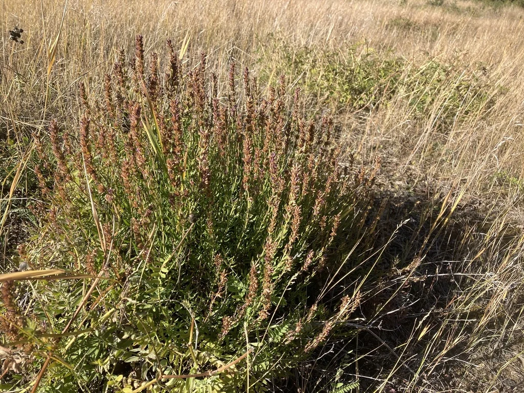 Hyssopus officinalis