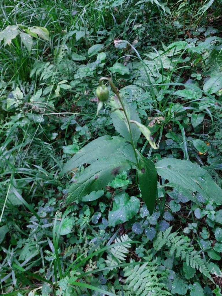 Campanula Latifolia