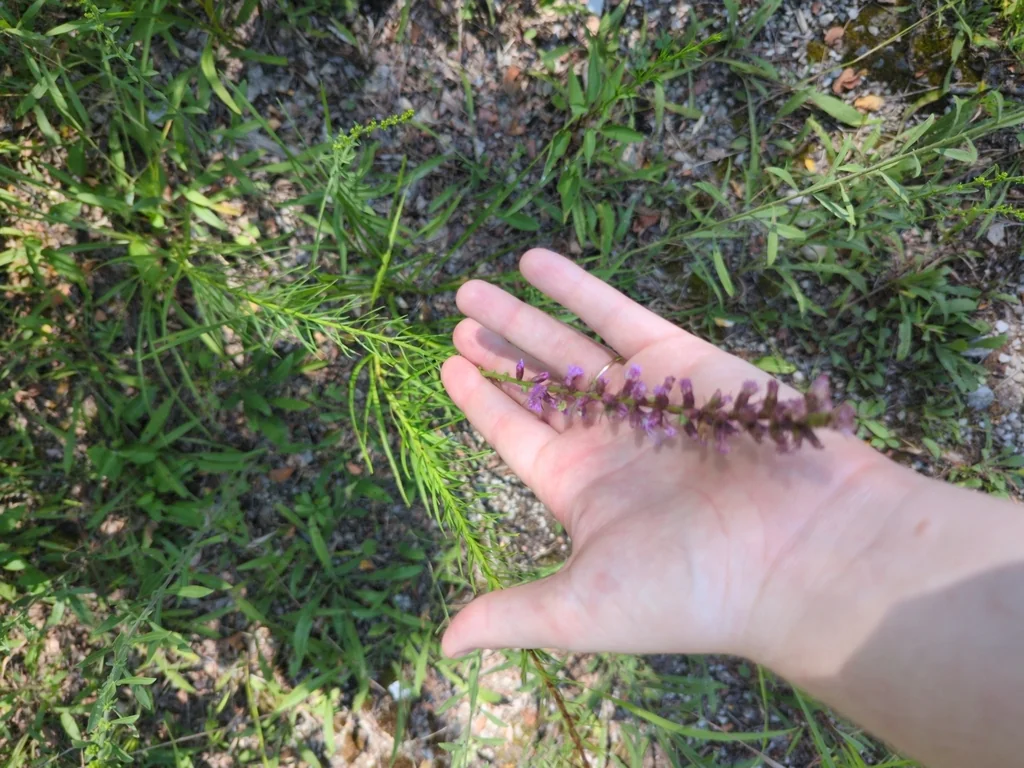 Liatris Spicata