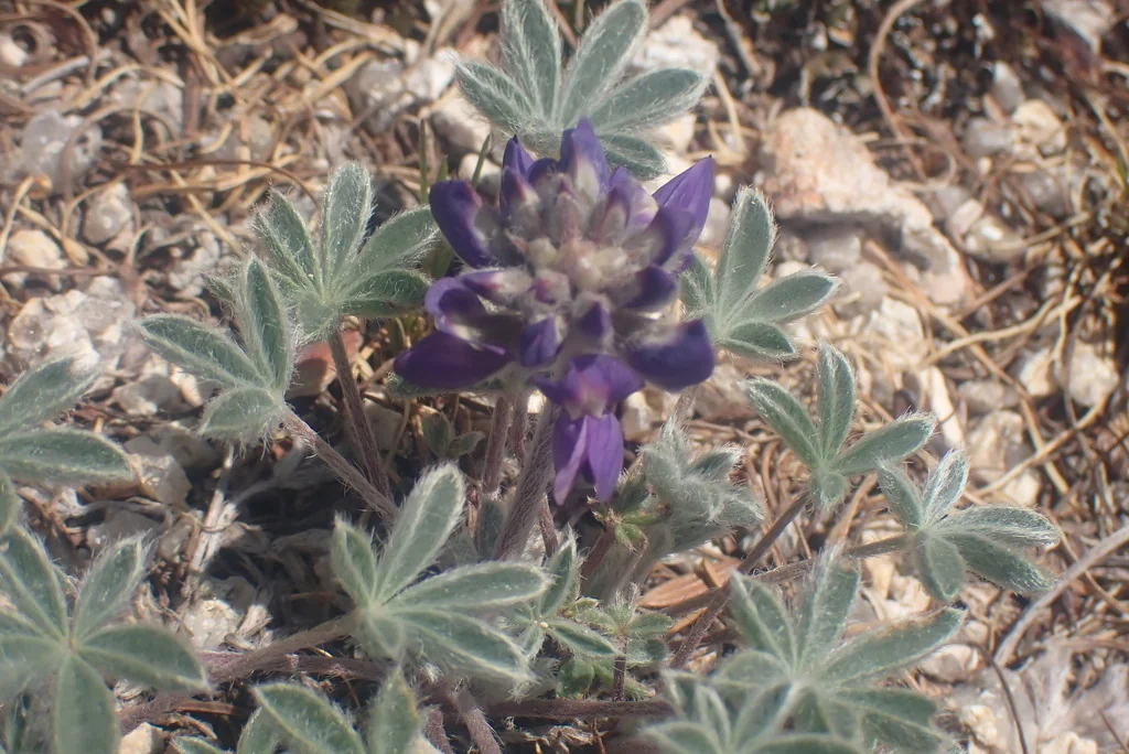 Lupinus Lepidus