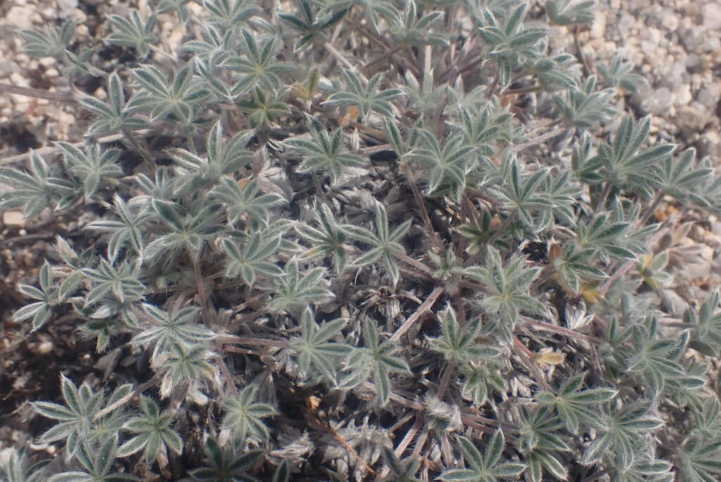 Lupinus Lepidus