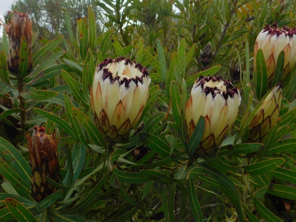 Protea Neriifolia