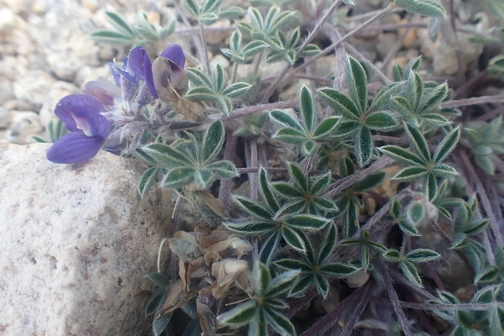 Lupinus Lepidus