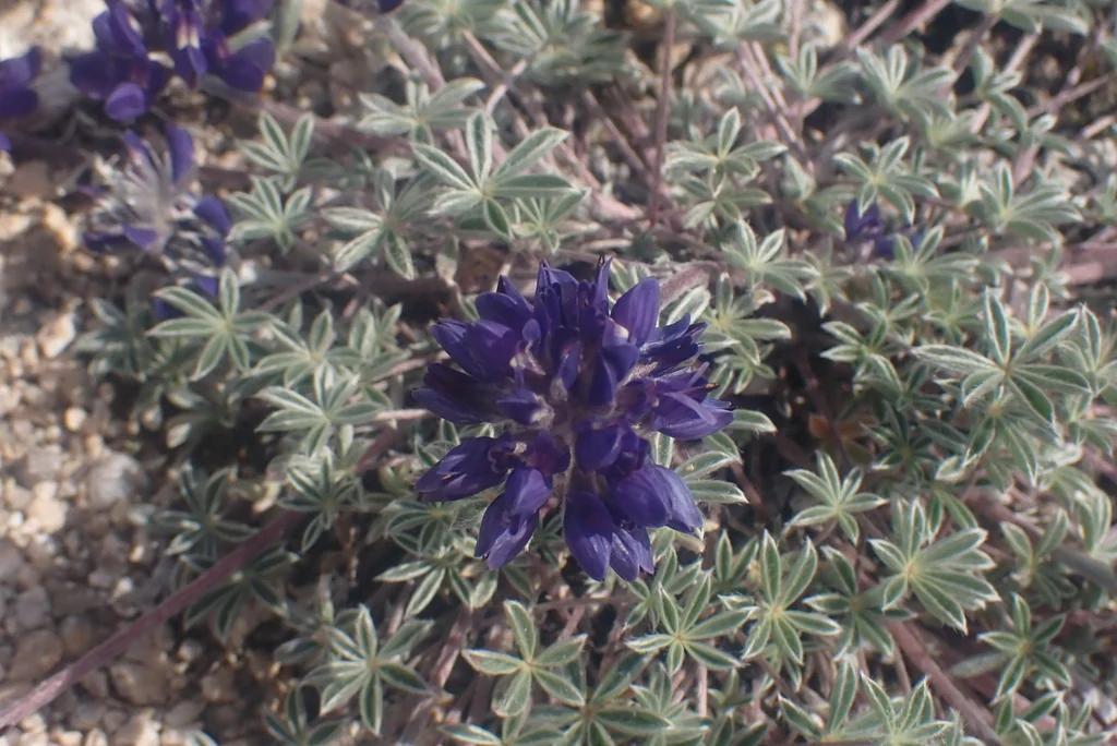 Lupinus Lepidus