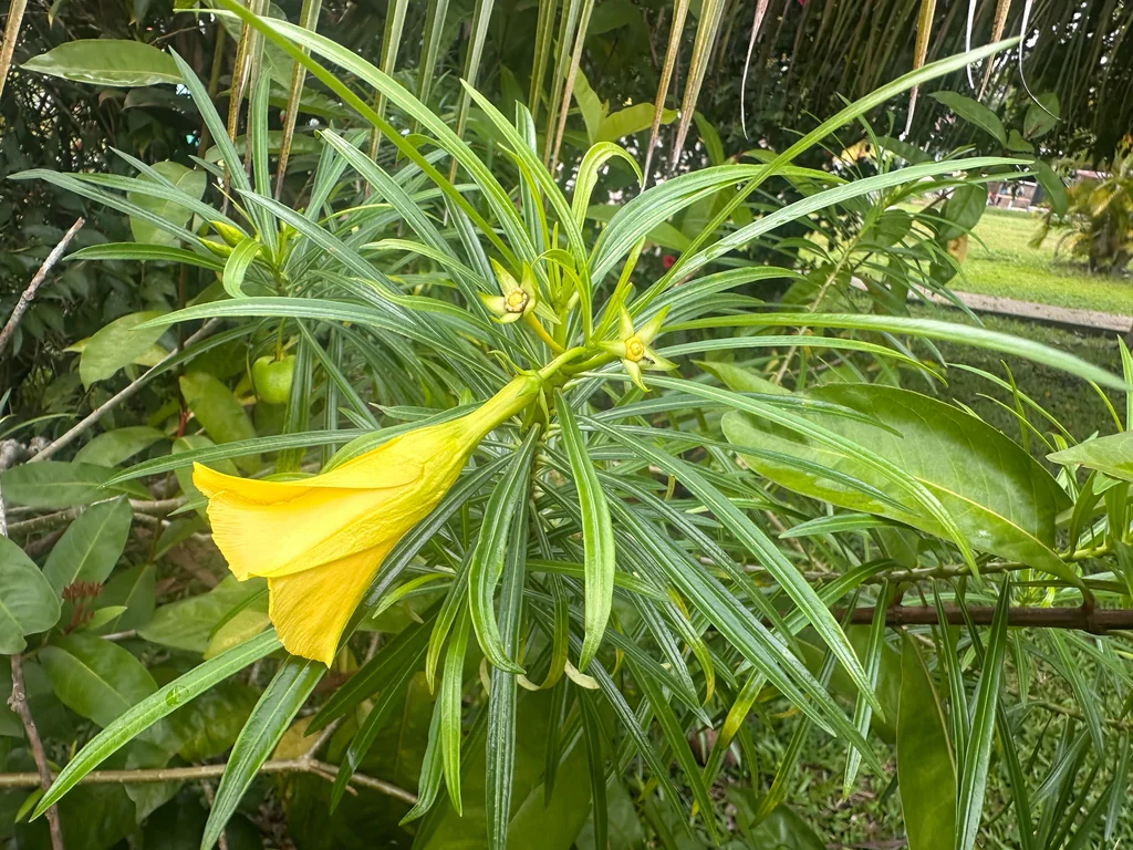 Thevetia Peruviana