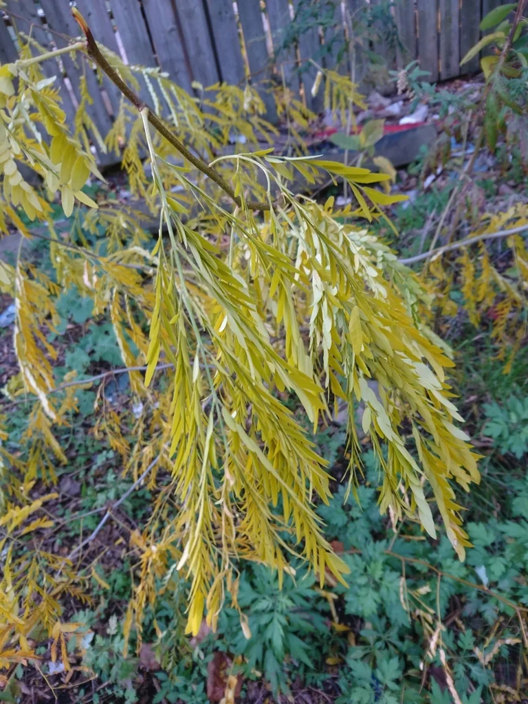 Gleditsia Triacanthos Inermis