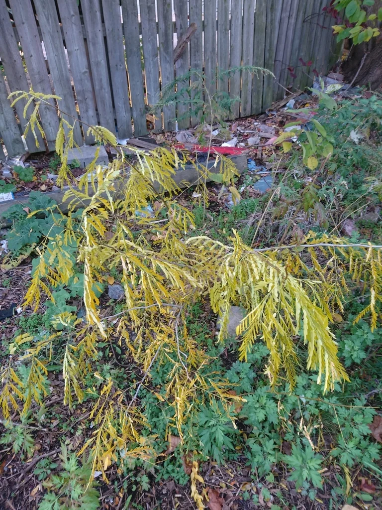 Gleditsia Triacanthos Inermis