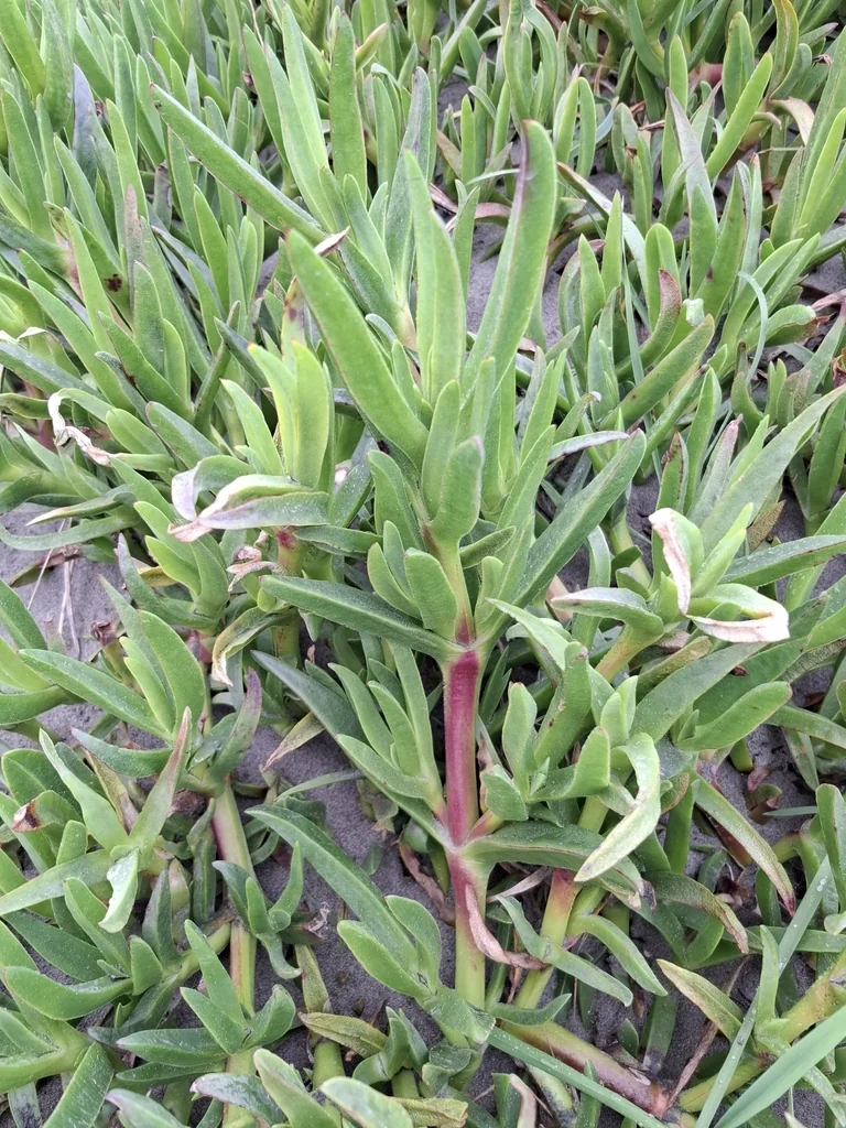 Carpobrotus Chilensis