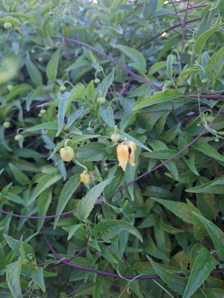 Clematis Tangutica