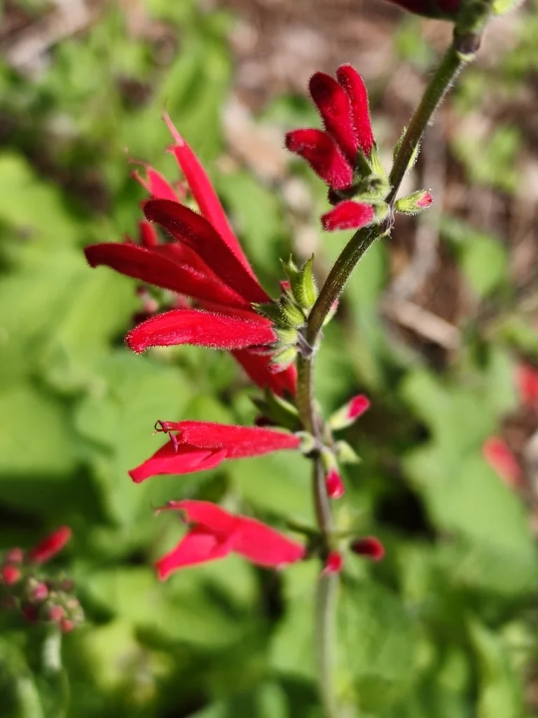 Salvia Elegans