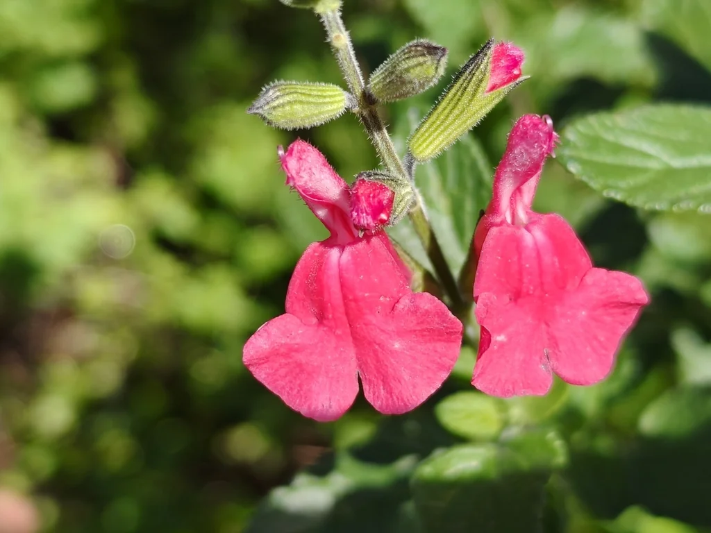 Salvia Microphylla