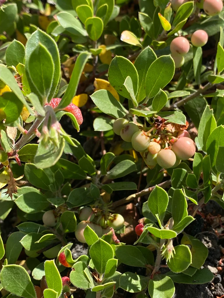 Arctostaphylos Nevadensis