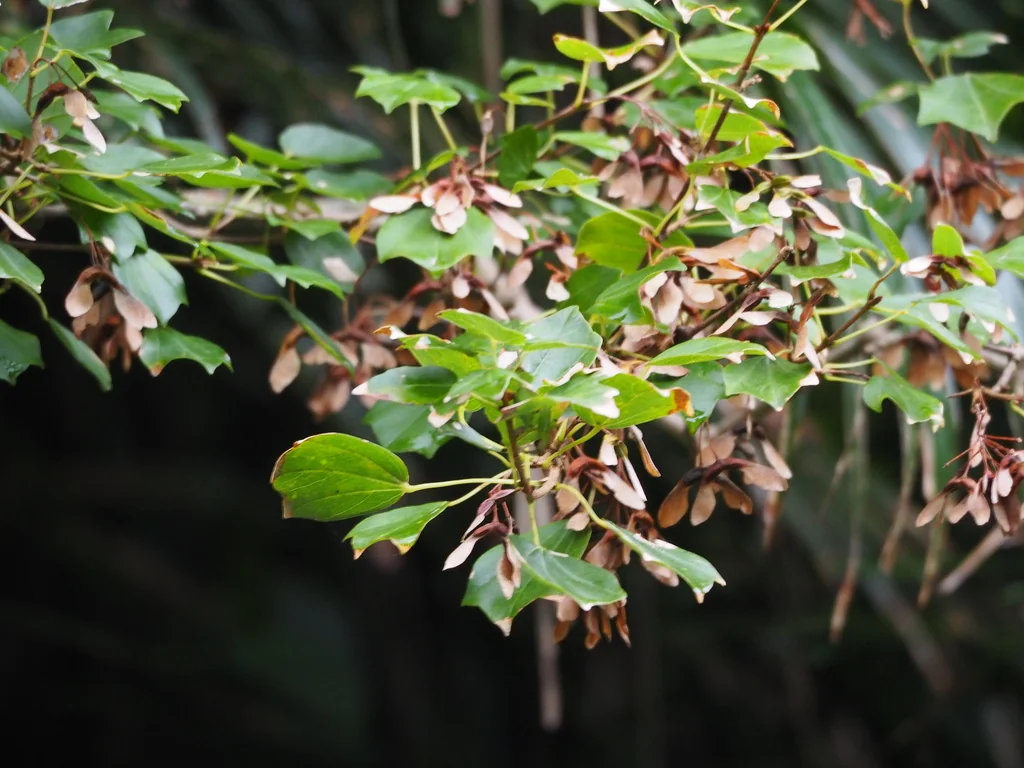 Acer Buergerianum