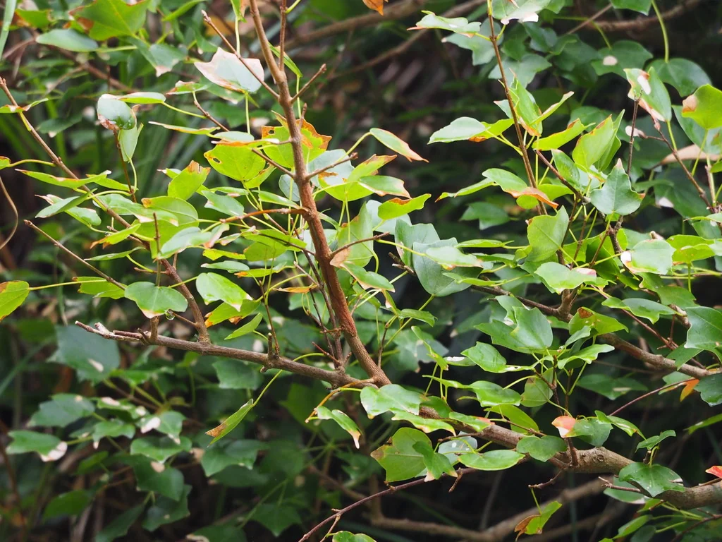 Acer Buergerianum