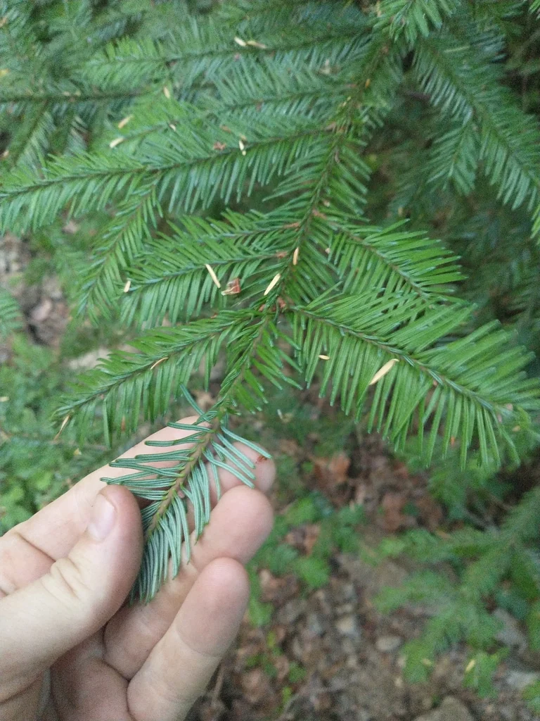 Abies Procera