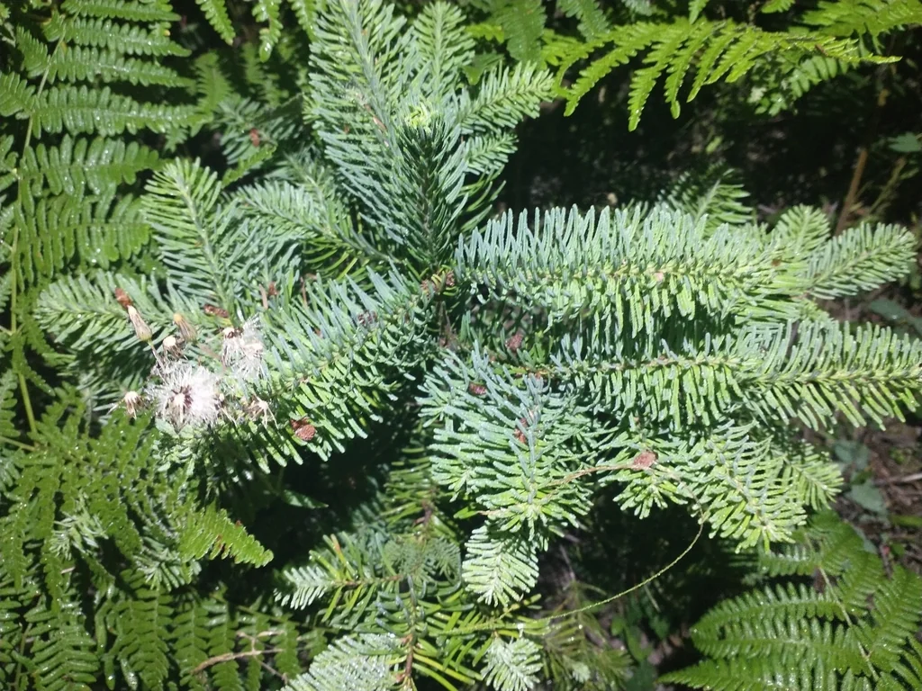 Abies Procera