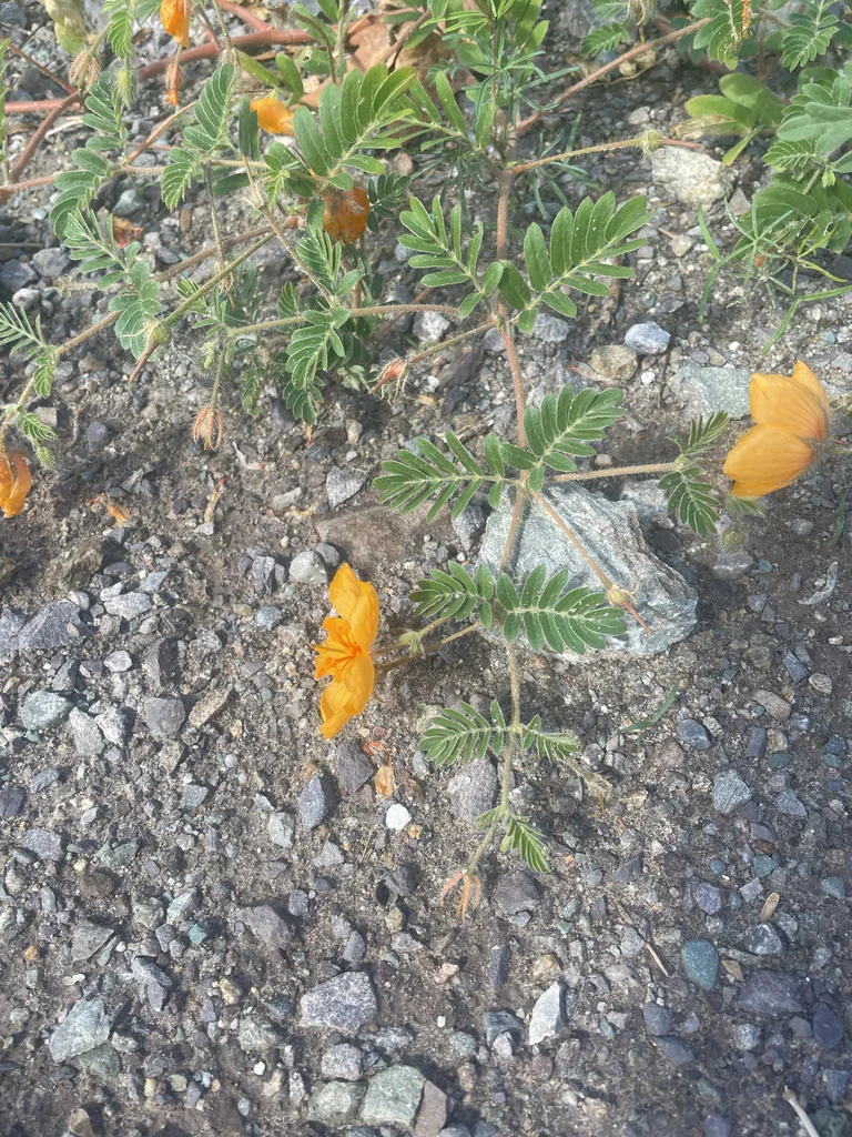 Kallstroemia Grandiflora