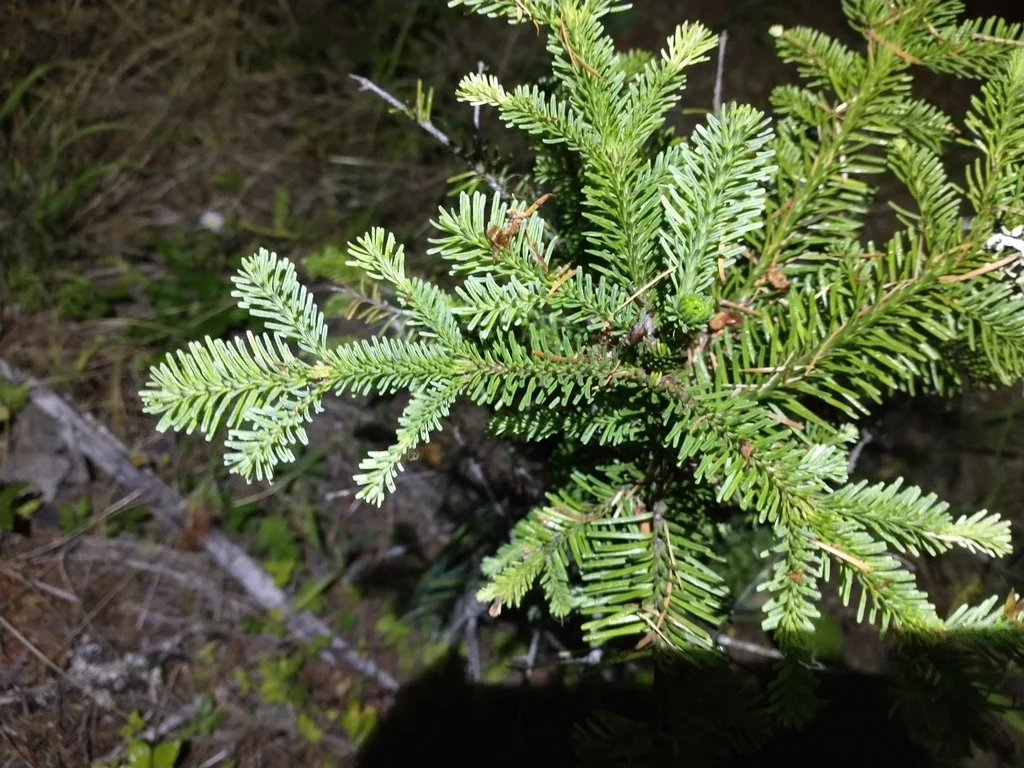 Abies Procera