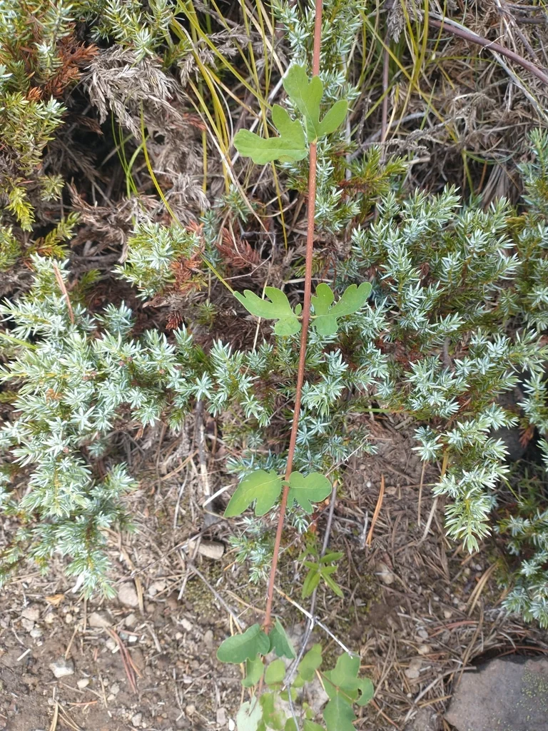 Symphoricarpos Mollis