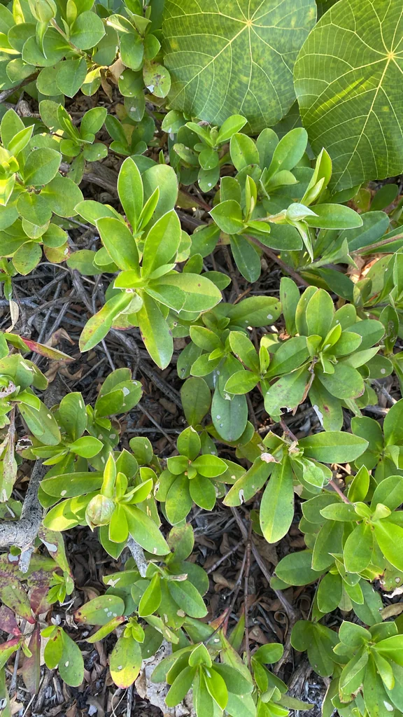 Hibbertia Scandens