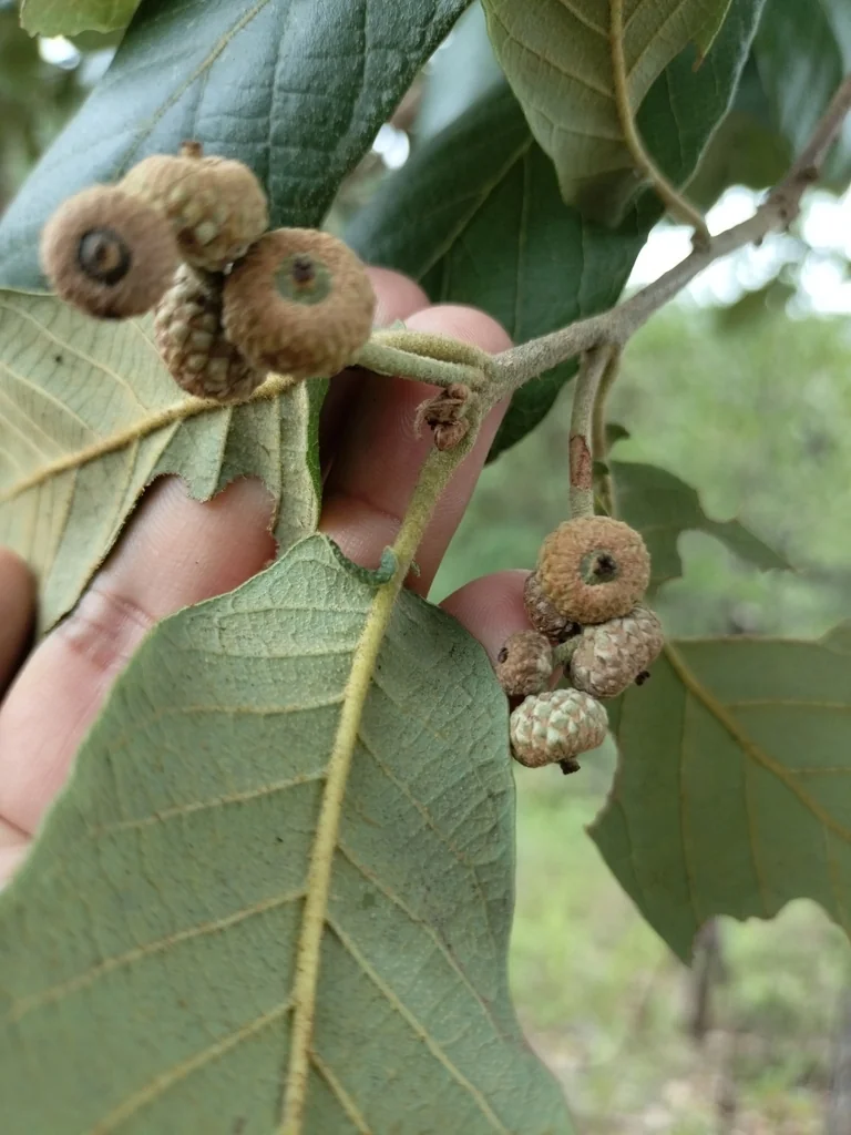 Quercus Rugosa