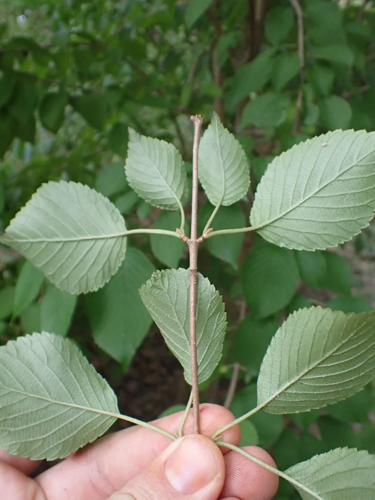 Viburnum Plicatum