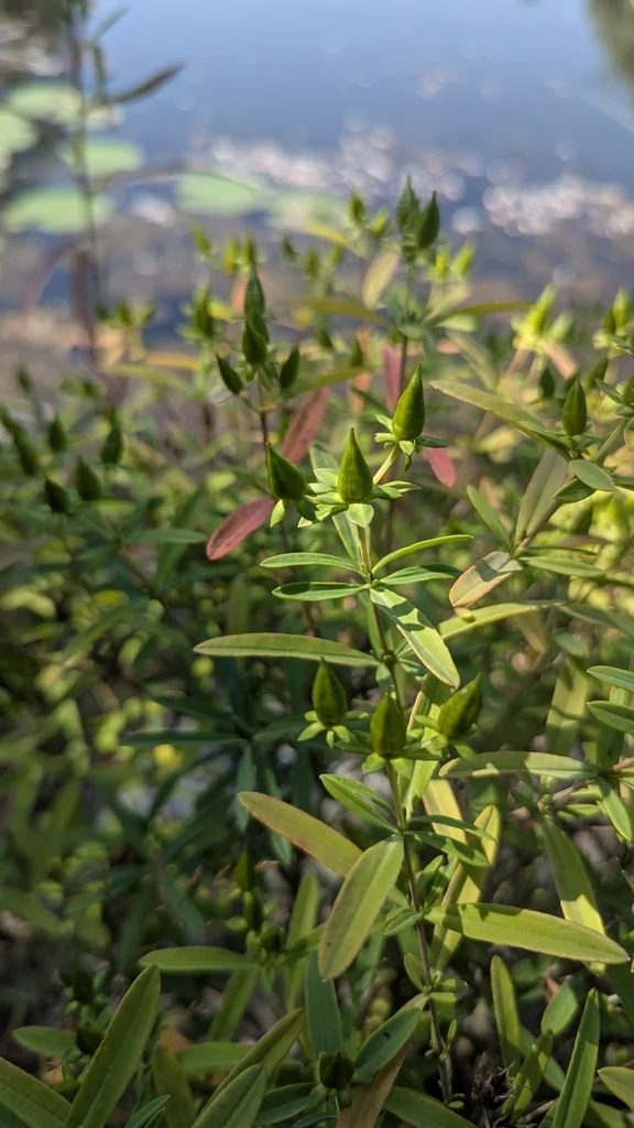 Hypericum Prolificum
