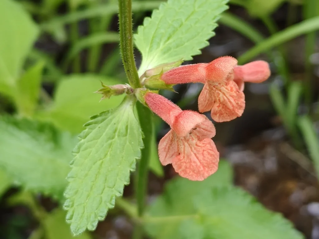 Stachys Coccinea