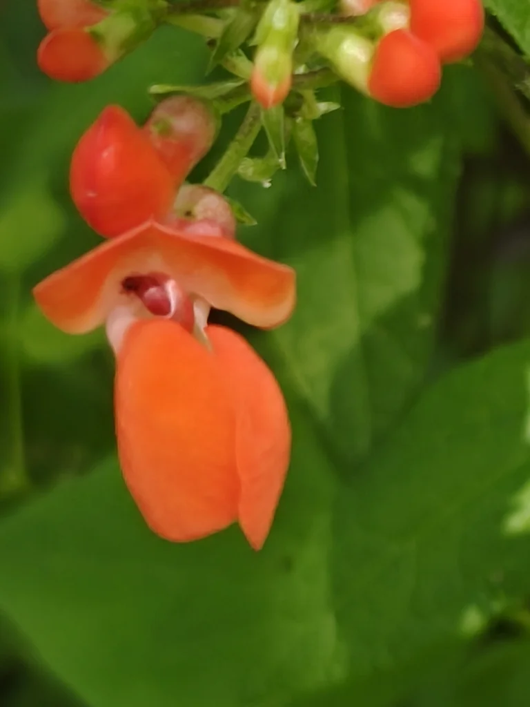 Phaseolus Coccineus