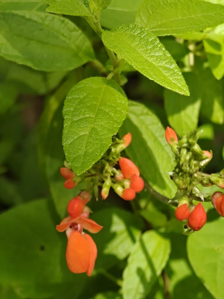 Phaseolus Coccineus