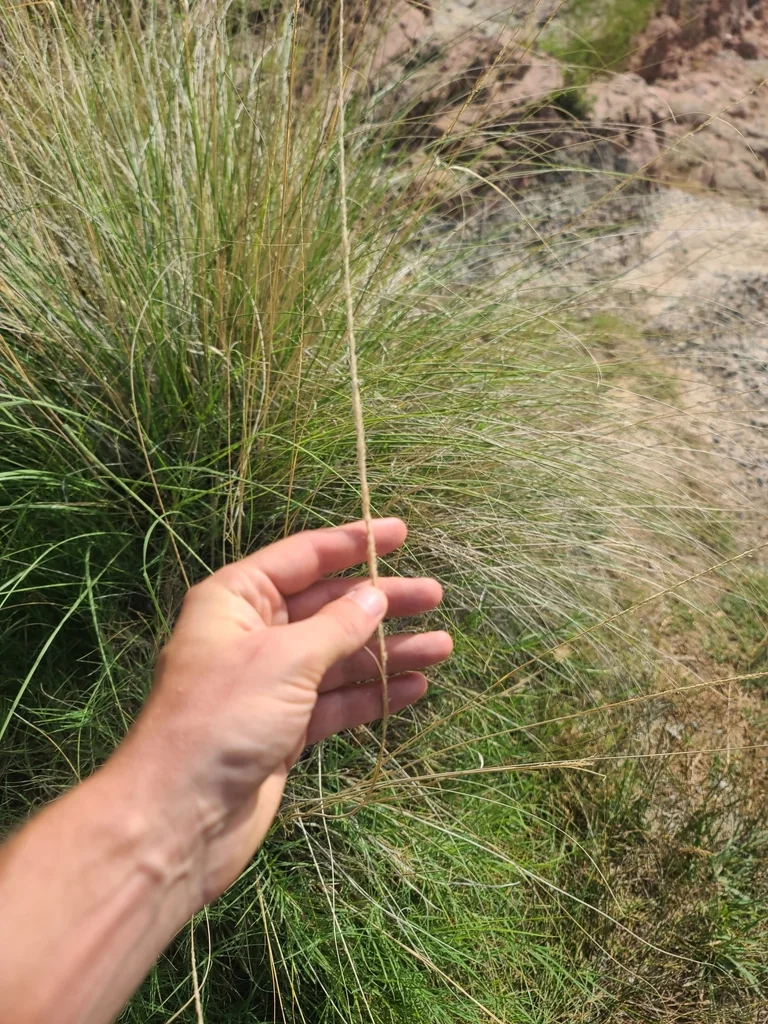 Muhlenbergia Rigens