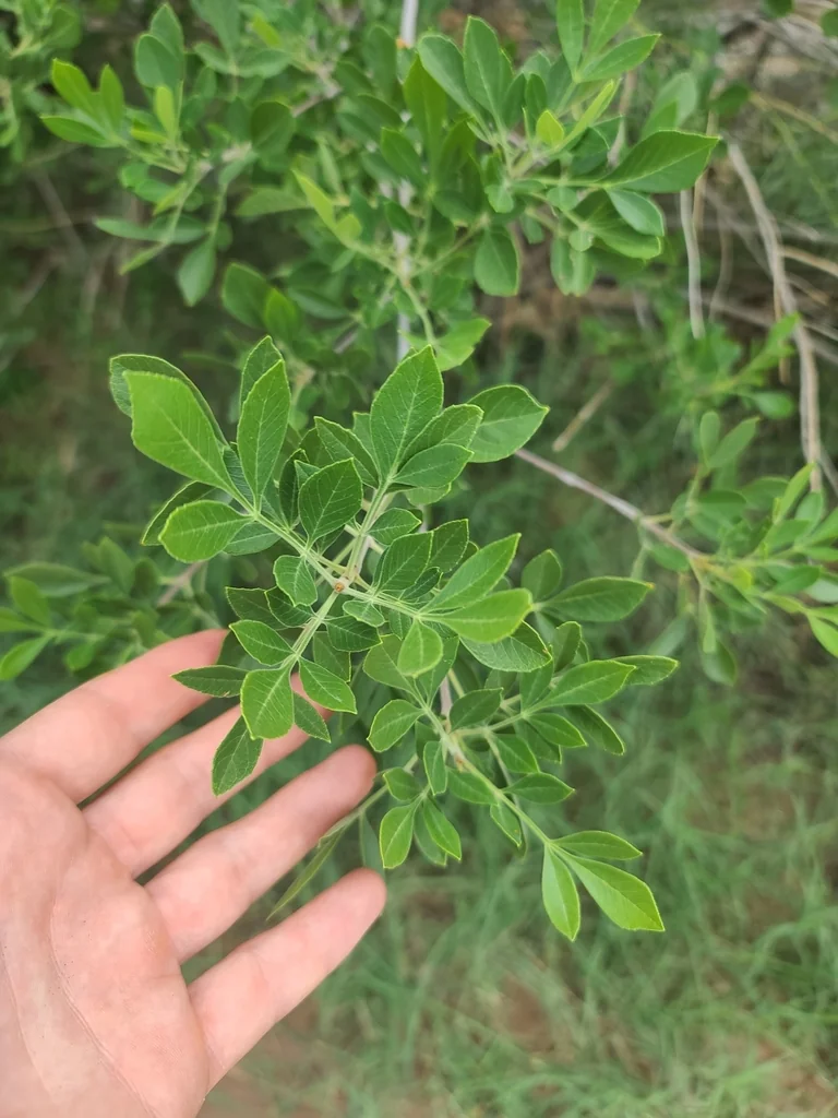 Fraxinus Velutina