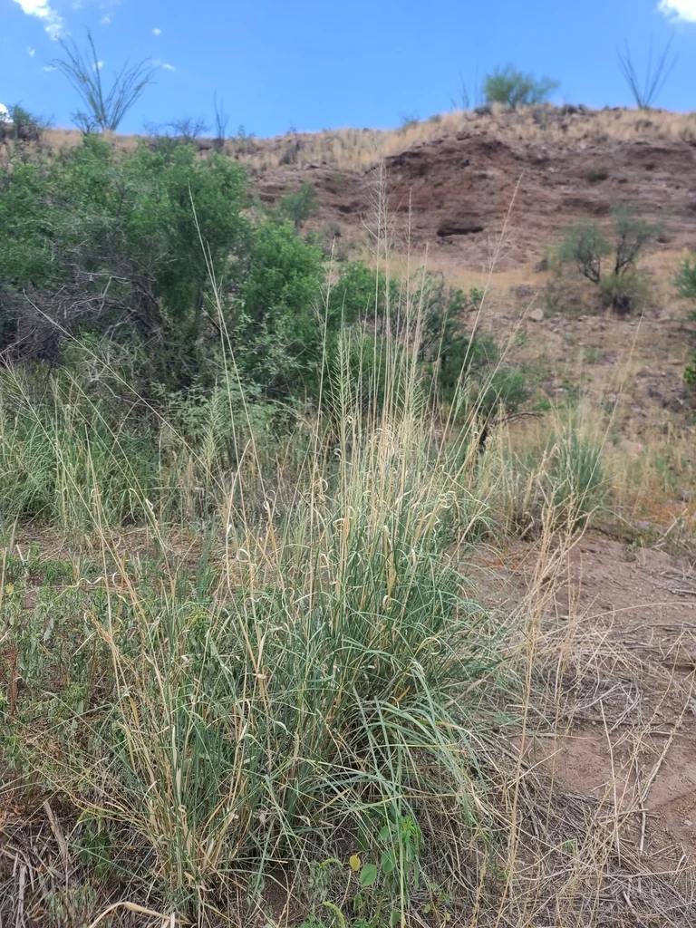 Sporobolus Wrightii