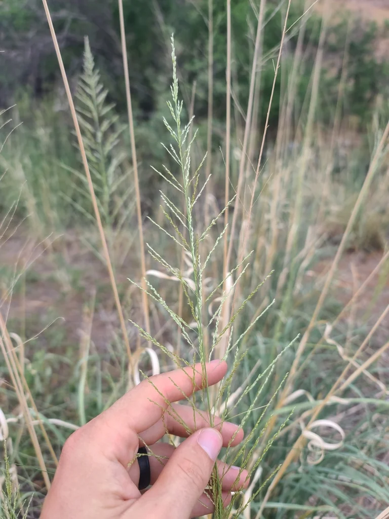 Sporobolus Wrightii