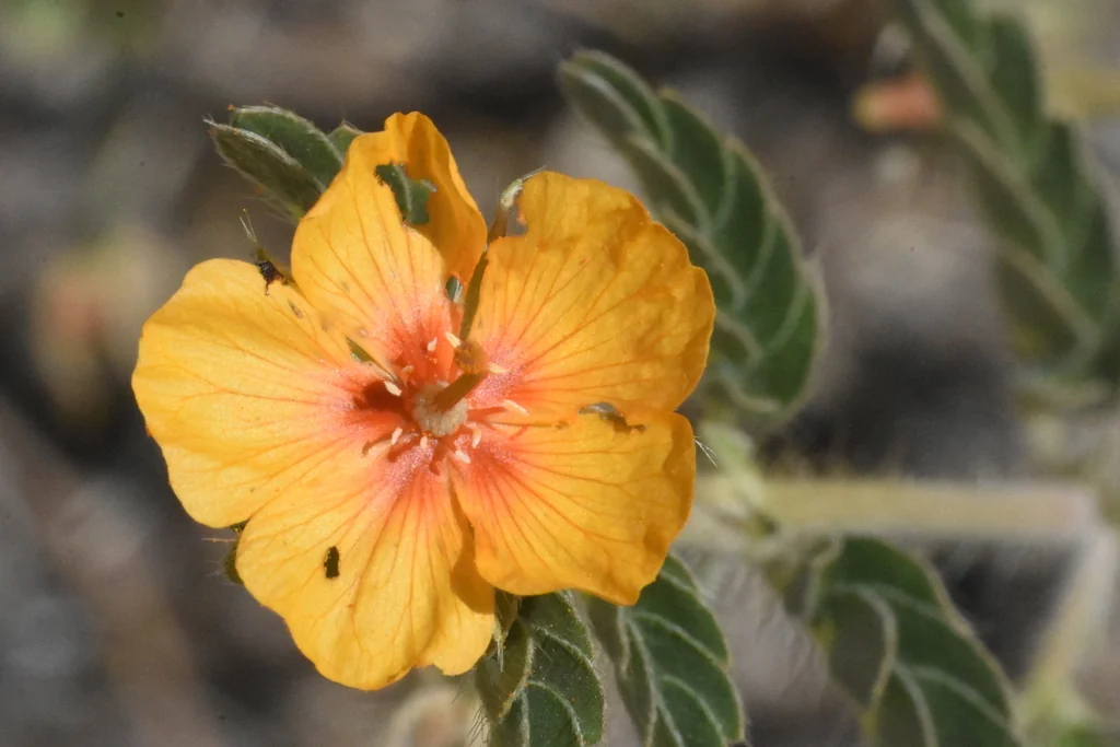 Kallstroemia Grandiflora