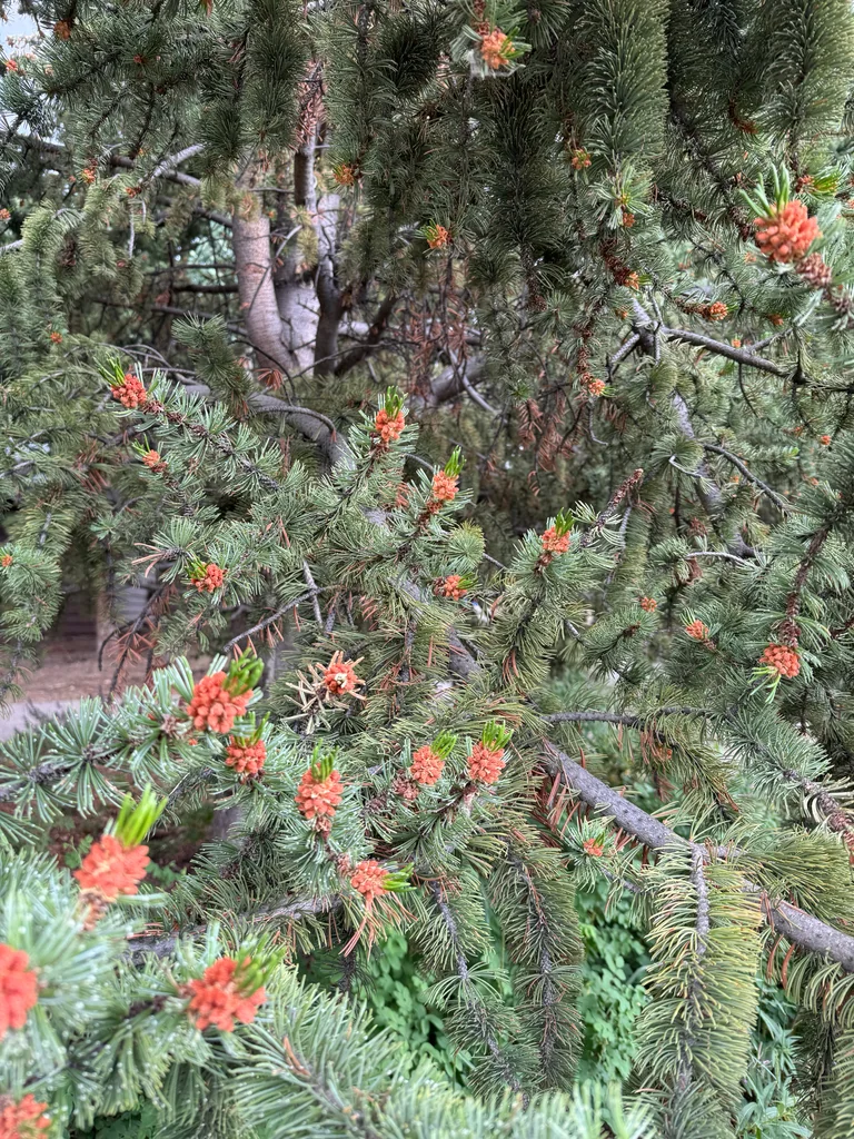 Pinus Aristata