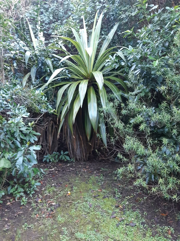 Cordyline Indivisa