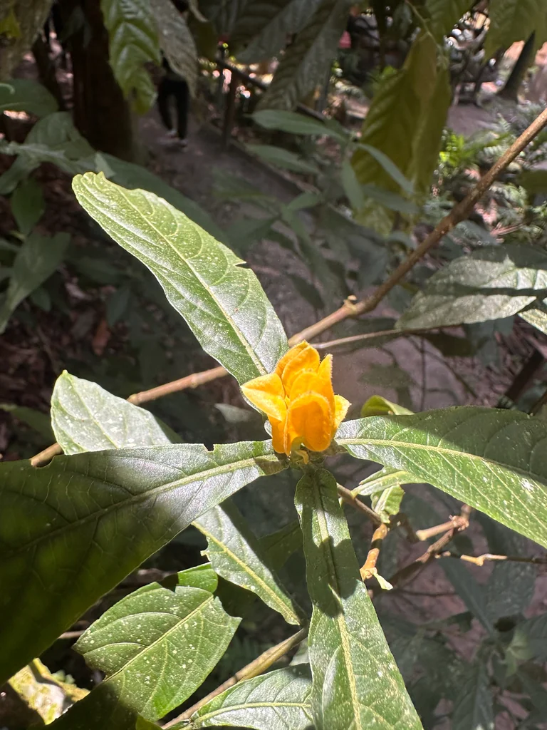 Pachystachys Lutea