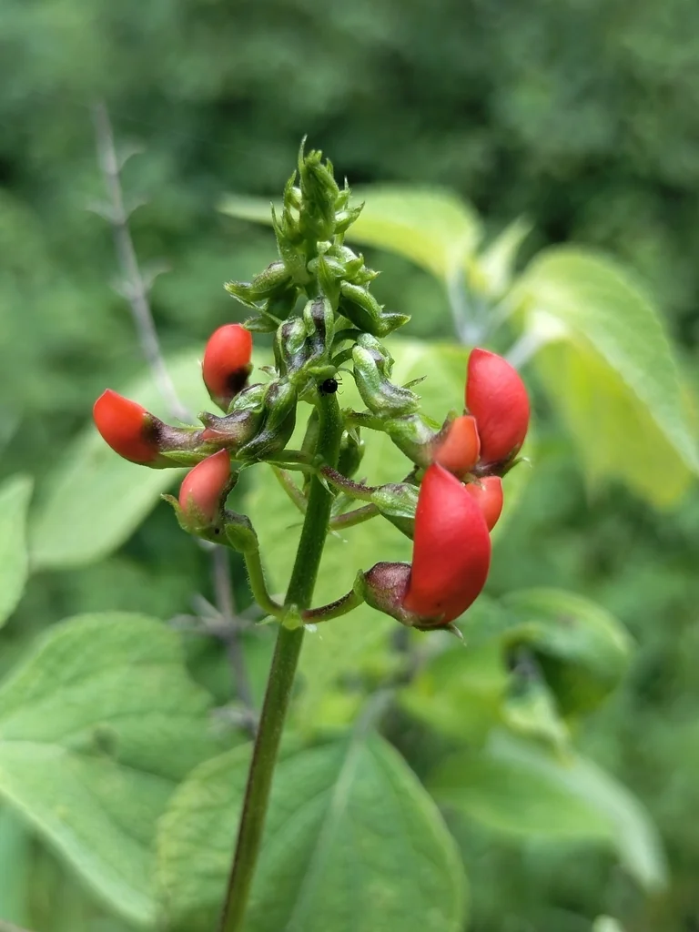 Phaseolus Coccineus