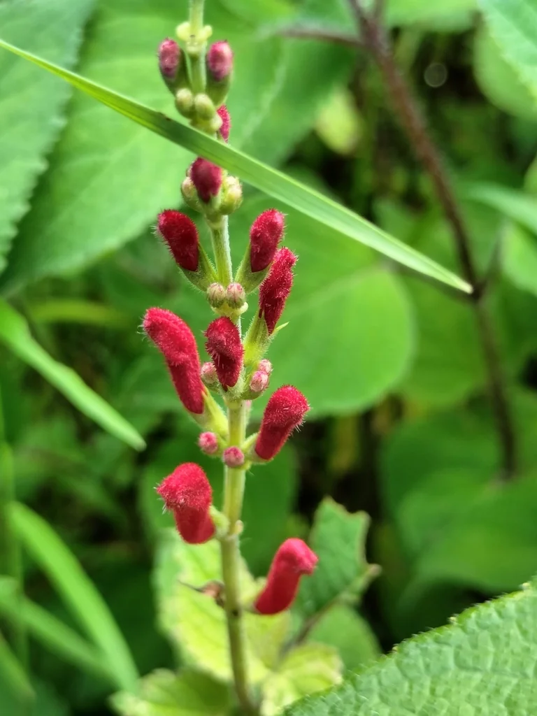 Salvia Elegans